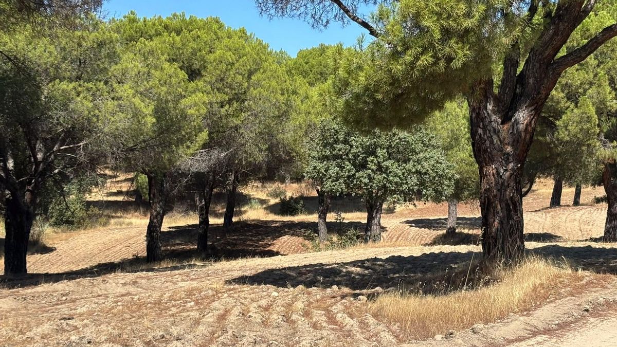 Finca El Quexigal, en Cebreros.