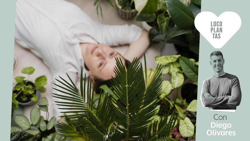 ¿Pueden las plantas ayudarnos a refrescar nuestra casa? Sí, pero no de la forma que imaginas
