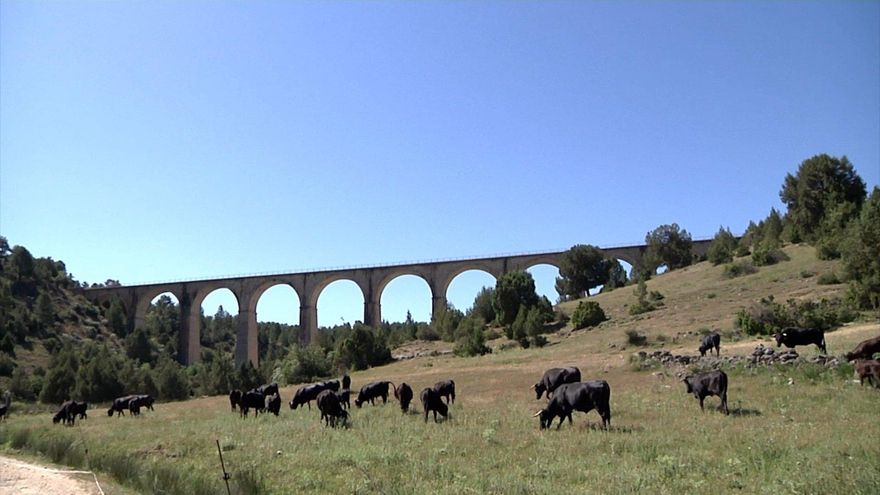 La trashumancia de toro bravo pervive en las Cañadas de Cuenca: "Cada día es algo nuevo"