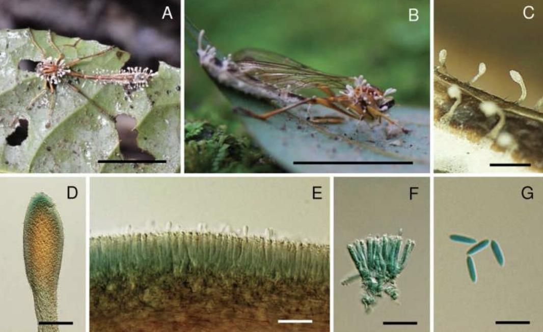 El análisis genético confirmó que algunas especies estaban emparentadas con otras ya conocidas
