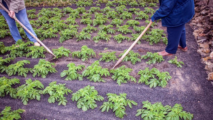La biodiversidad del suelo, una solución natural a muchos retos de Humanidad