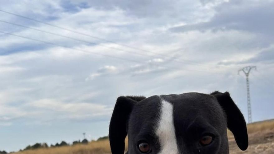 Sigue la mala suerte de Woody, el perro perdido en la dana de Valencia al que han vuelto abandonar