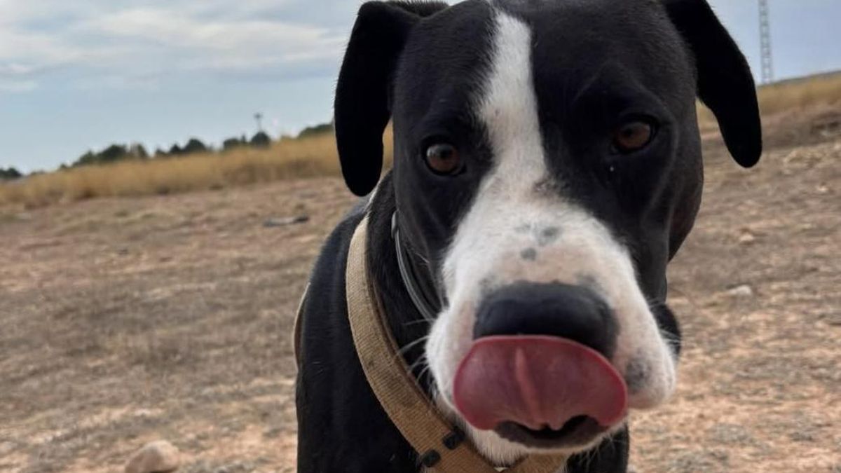 Sigue la mala suerte de Woody, el perro perdido en la dana de Valencia al que han vuelto abandonar