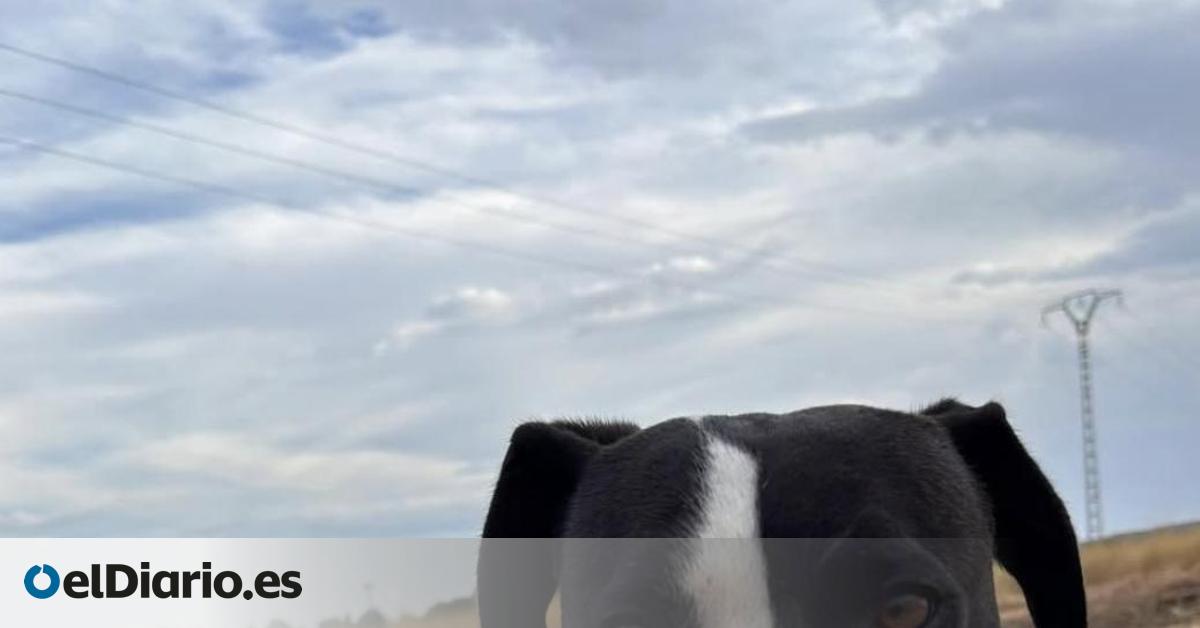 Sigue la mala suerte de Woody, el perro perdido en la dana de Valencia al que han vuelto abandonar