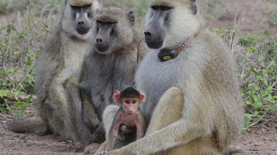 El vínculo padre-hija ayuda a las hembras de babuino a vivir más