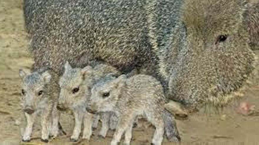 Tras los pasos de un pecarí autóctono en riesgo por el avance de los desmontes y los efectos del cambio climático