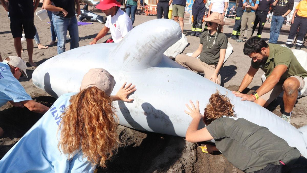 Un simulacro en El Médano refuerza la respuesta ante varamientos de cetáceos en Tenerife