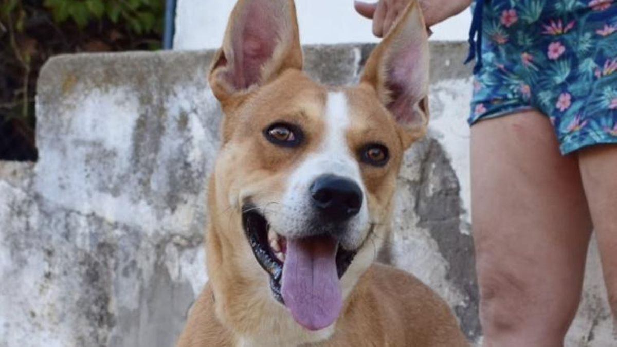 La situación límite de Coco, el perro que ni come ni bebe tras el abandono de su familia