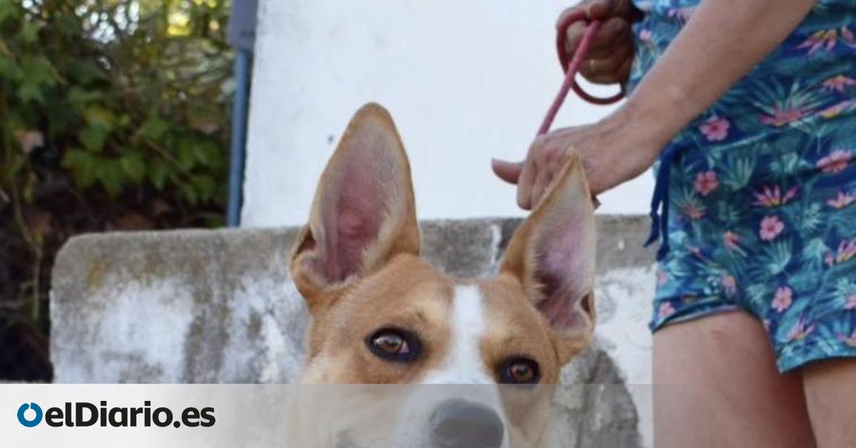 La situación límite de Coco, el perro que ni come ni bebe tras el abandono de su familia