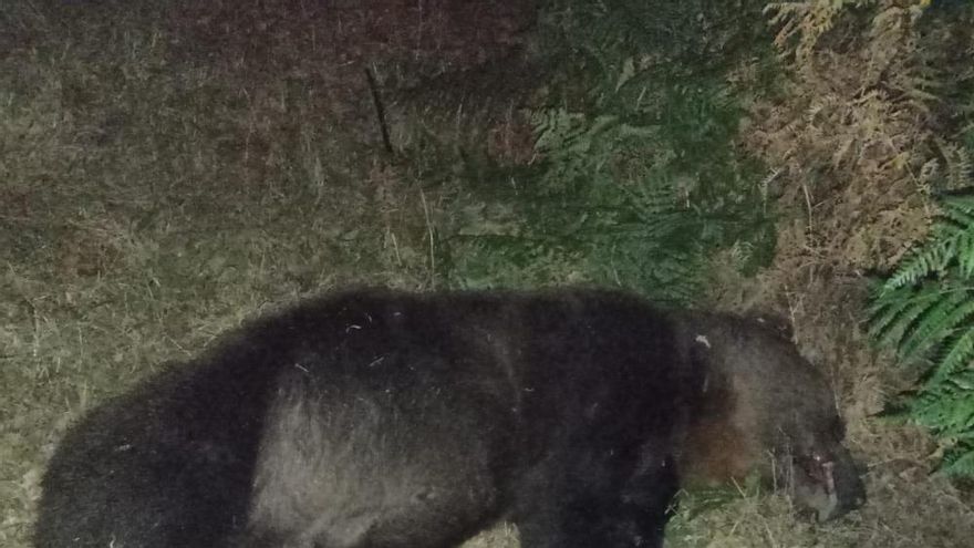 Muere un oso atropellado en un accidente de tráfico en Asturias