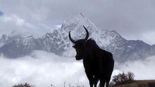 La silueta de un Yak se recorta en el perfil del Monte Everest. Rick McCharles