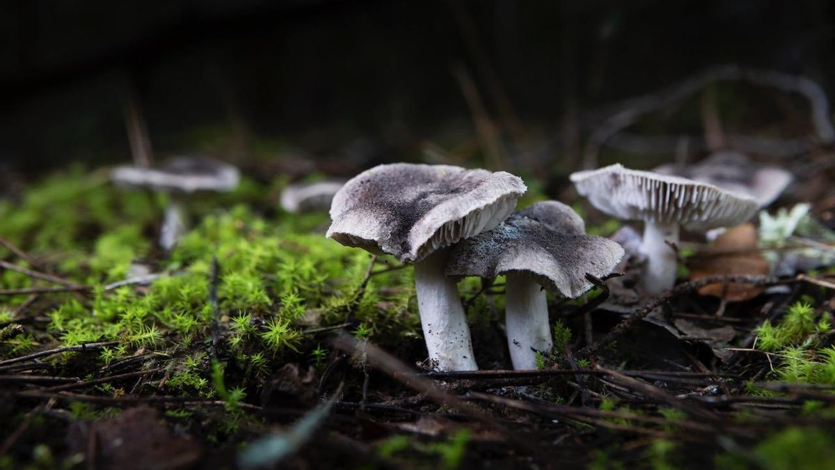 ‘Fredolics’ mallorquines, conocidos en Eivissa como ‘esteperols’ y en castellano como seta de pino, negrilla o ratón: un hongo comestible.