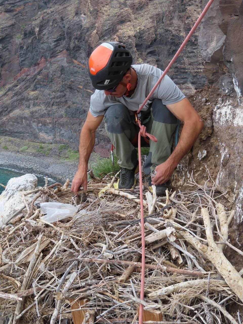 Nido de guincho en un saliente rocoso en Canarias.