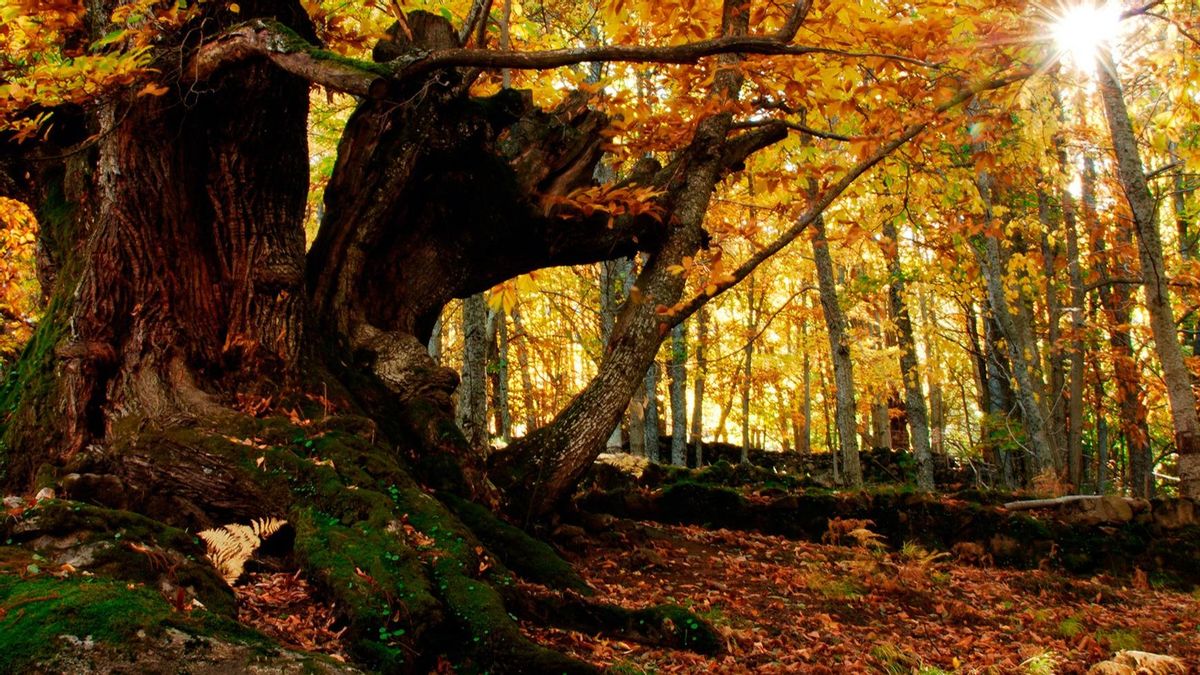 Otoño mágico en el Valle del Ambroz.