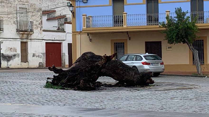 El tuero de este año, esperando a ser quemado en Nochebuena, en la fiesta de mayor arraigo de Aldea del Cano