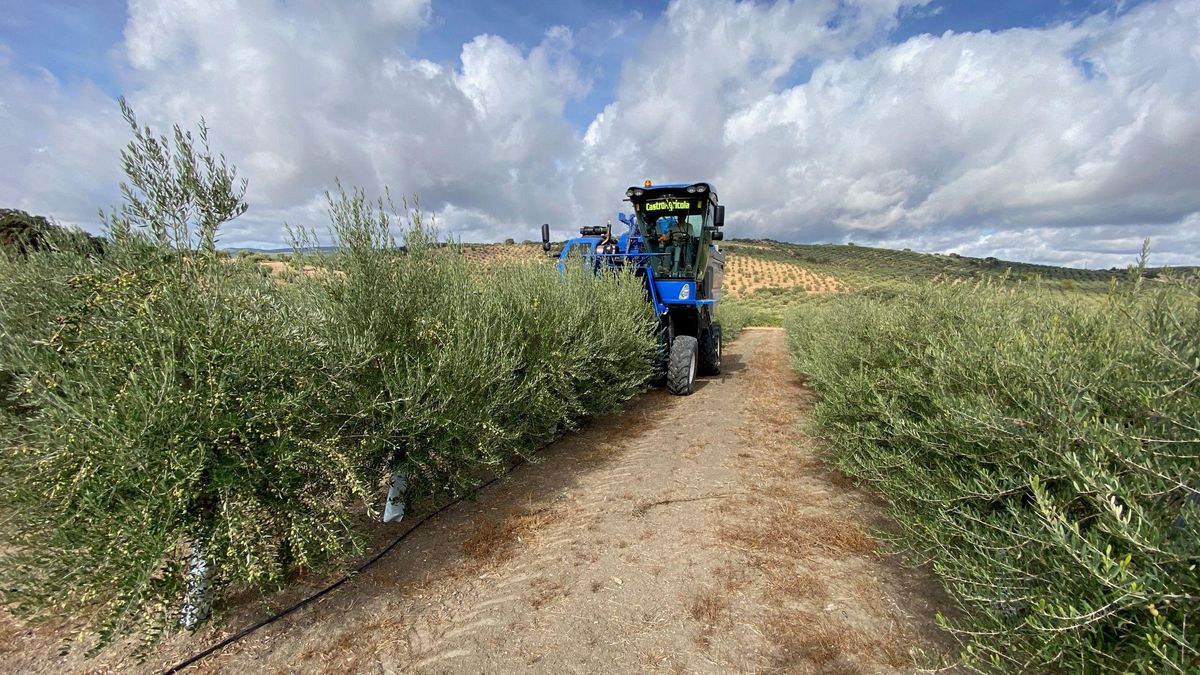 Los rendimientos del olivar de regadío son un 30% inferiores a los de hace un año