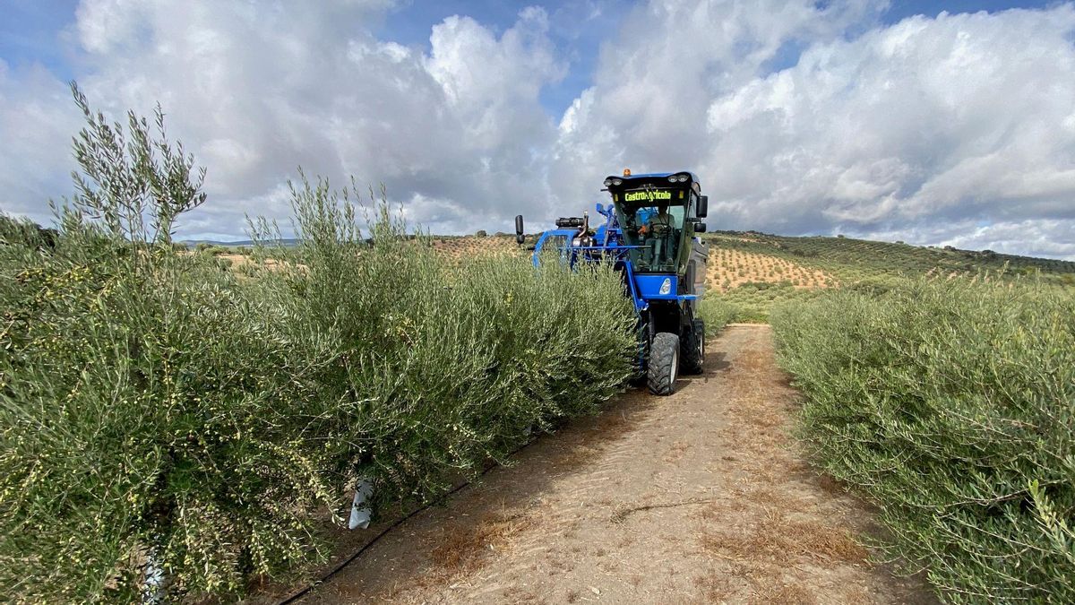 Imagen de un tractor en un olivar.