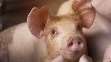 Imagen de un cerdo