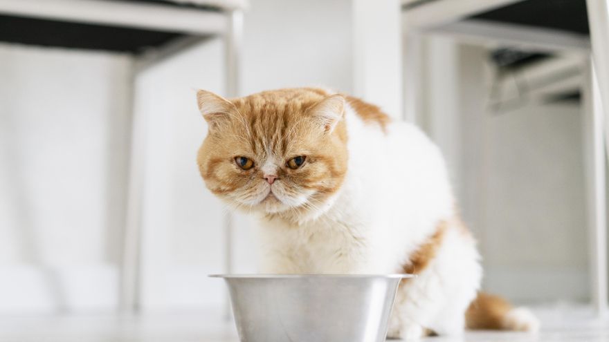 Material, forma e inclinación: cómo elegir el tipo de comedero más adecuado para tu perro o gato