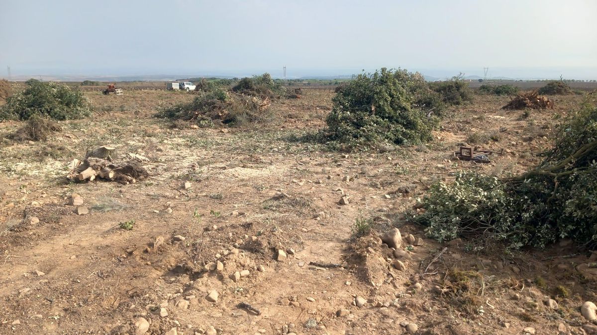 Ecologistas denuncian que se han arrasado dos hectáreas de monte con encinas en Ocón para reconvertirlas en viñedo o campos de cereal