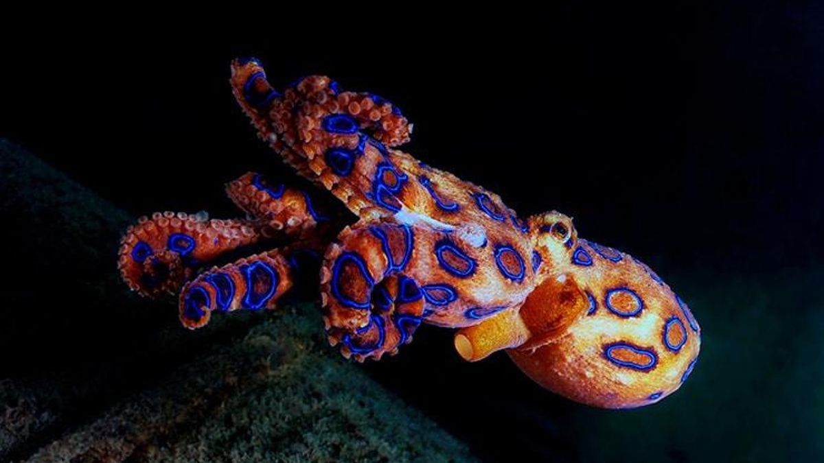 En cuestión de milisegundos despliega destellos de iridiscentes anillos y líneas de color azul turquesa que advierten con claridad sobre su veneno