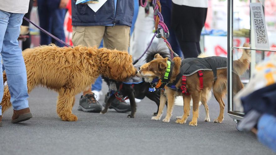 La cuarta edición de Animundo cierra sus puertas con un balance de más de 2.500 visitantes