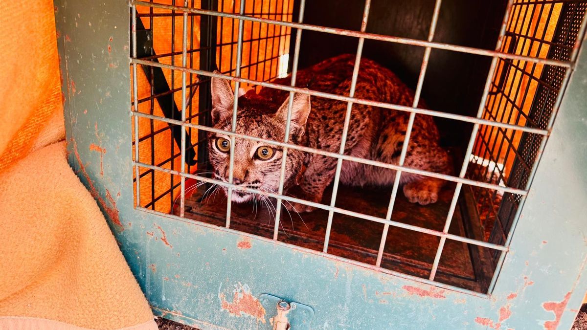 Wololo, Winona y Wasima: suelta de tres nuevos ejemplares de lince ibérico en la provincia de Cuenca