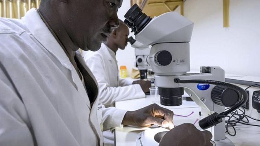 Los controvertidos mosquitos transgénicos de Burkina Faso contra la malaria