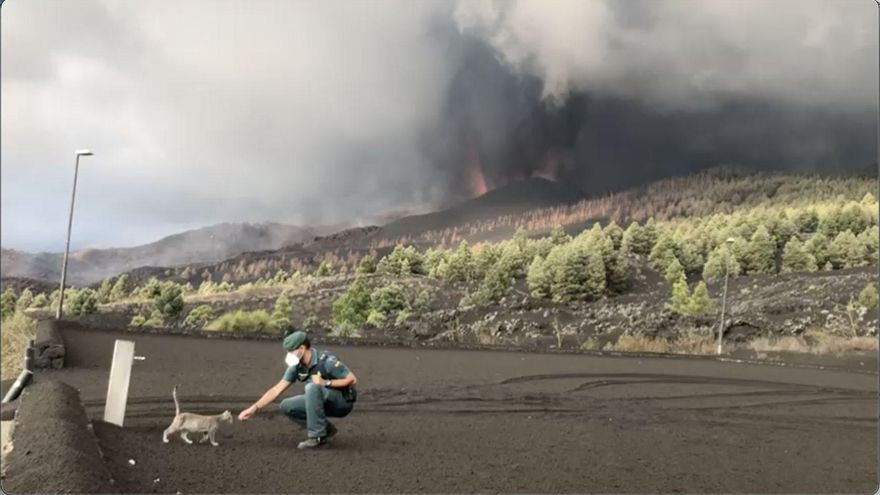 Los animales de Cumbre Vieja  se quedaron “en silencio” minutos antes de la erupción y huyeron del lugar