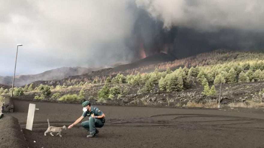 Un agente de la Guardia Civil tranquiliza a un gato en la zona próxima al volcán