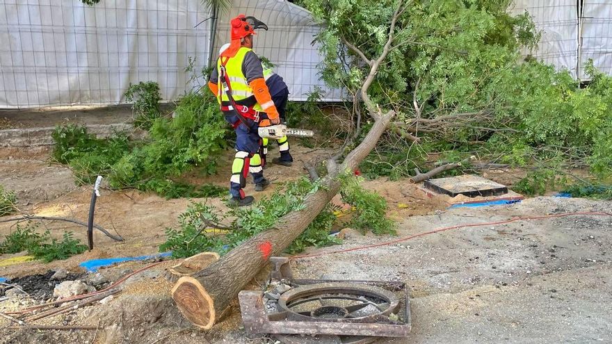 Arrancan las talas en las obras de los parkings que Almeida concedió al Real Madrid en el Bernabéu