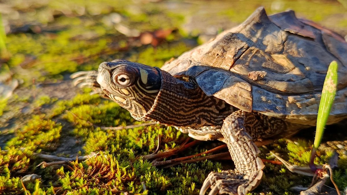 La tortuga que dejó en evidencia a la administración