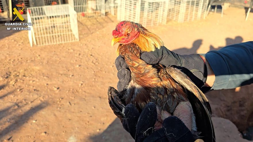 Rescatados más de 100 gallos, un perro y un guacamayo azul con síntomas de maltrato en una vivienda en València