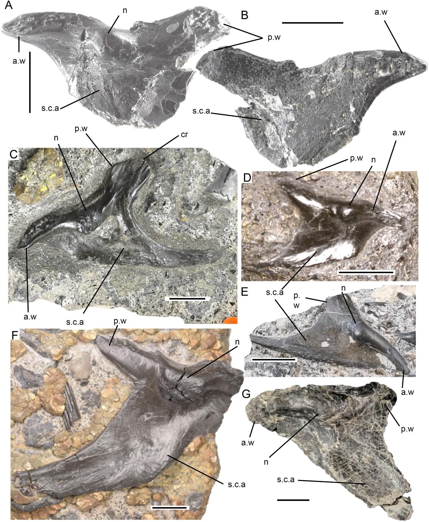 Ejemplares de celacanto mawsoniido con corono principal, anteriormente identificados como el ectopterigoideo de Pachystropheus rhaeticus por Storrs et al.Citación1996 ).