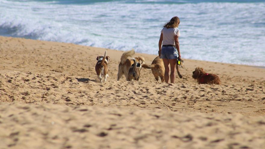 Un chapuzón perruno: estas son las playas de Andalucía aptas para perros