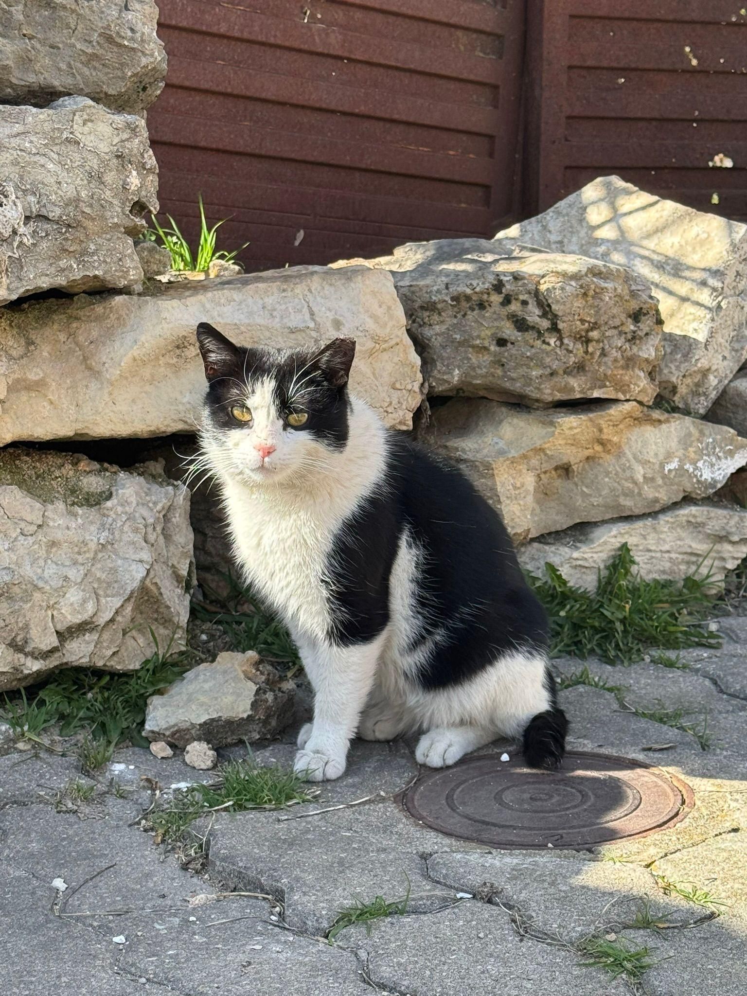 Uno de los gatos de las colonias de Las Majadas