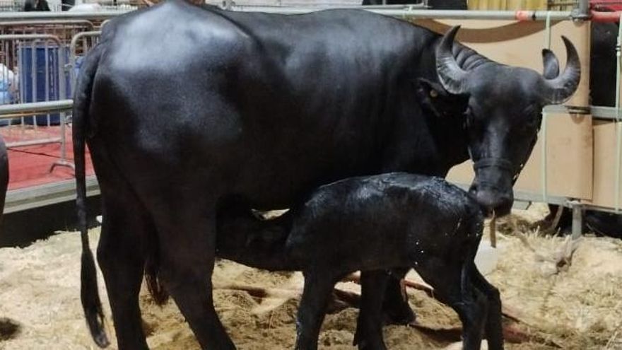 La Rural 2022 repleta de rarezas: los tiempos cambian y en vez de terneros ahora nacen bucerros