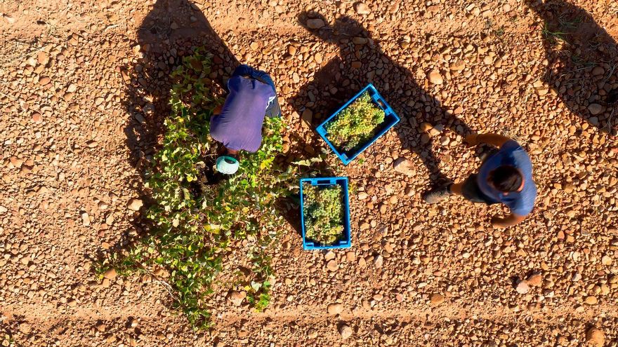 Toma cenital de vendimia manual