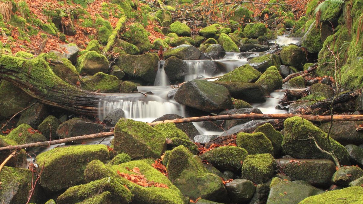 Arroyo en el corazón de Slieve Gullion Forest Park.