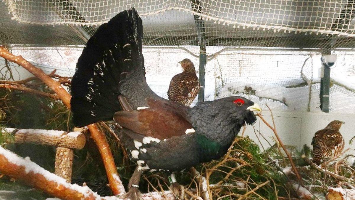 El centro de cría del urogallo en León se consolida como referente en investigación