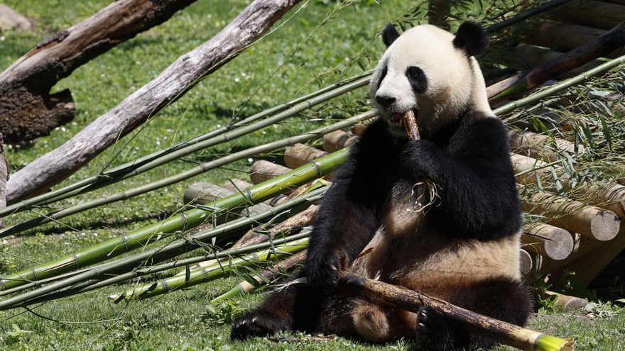 El Zoo de Madrid celebra el primer cumpleaños en España de los pandas Jin Xi y Zhu Yu