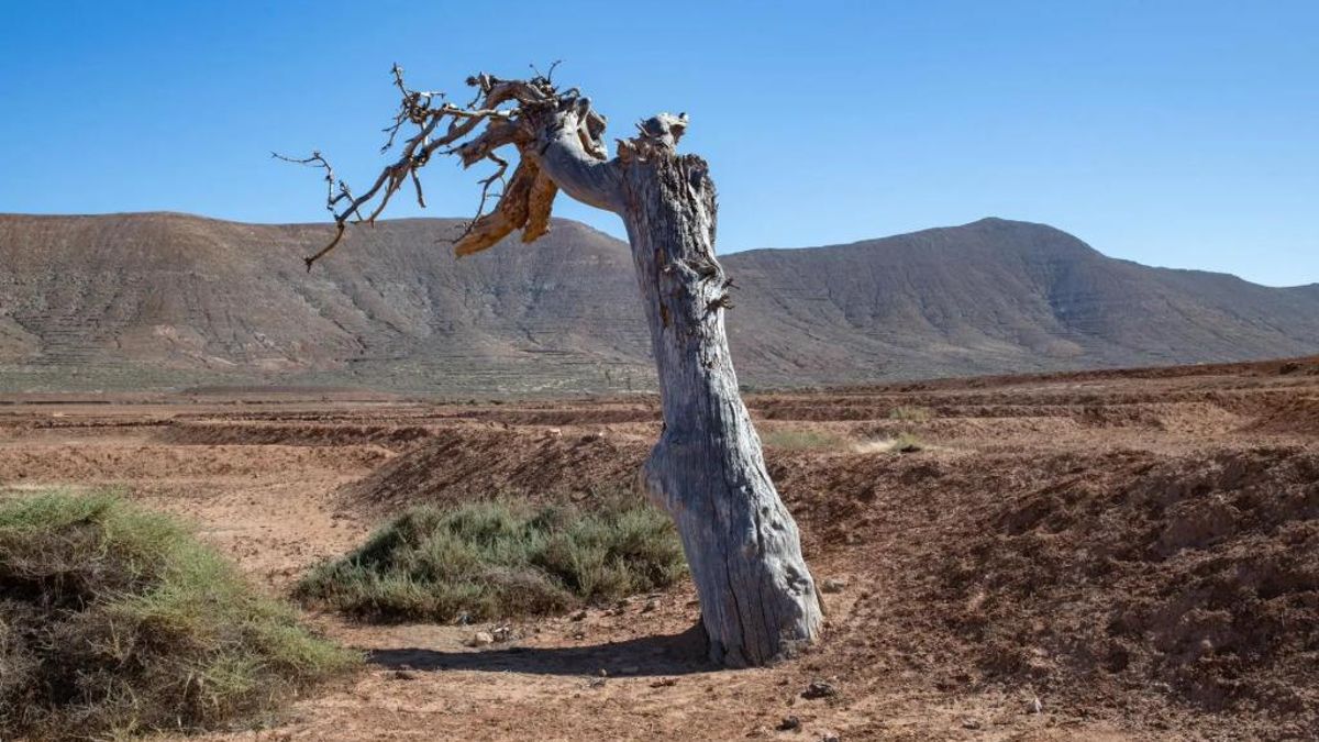 Foto tomada en mayo de 2023 de gavias abandonadas en la localidad de Tetir, en Fuerteventura. EFE/Carlos de Saá