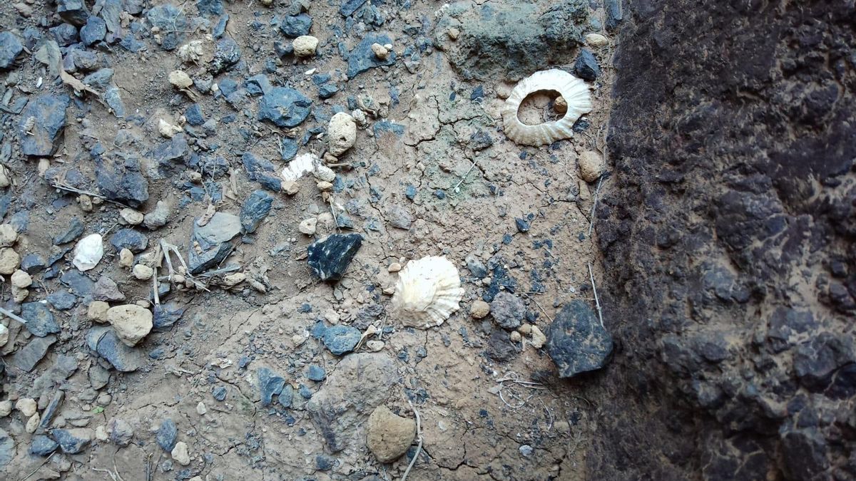 Conchero aborigen cercano a la zona de vertidos.