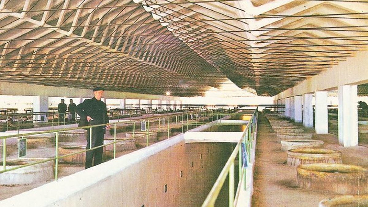 El primer presidente de la cooperativa, Luciano González, en la nave de tinajas