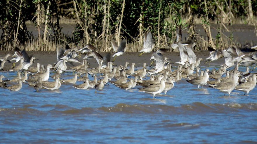 El ibis eremita, aves playeras migratorias y los elefantes, premiados por la Fundación BBVA