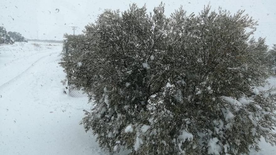 El olivar de Cuenca tardará 10 años en recuperar la producción tras los daños causados por Filomena