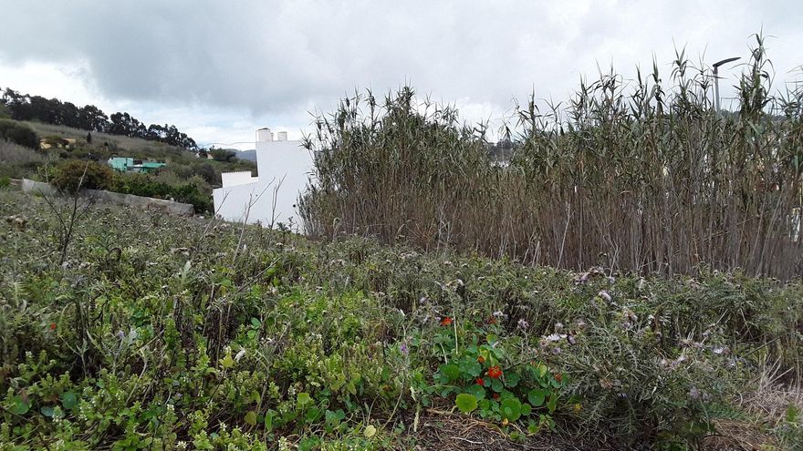Paisaje del interior de Gran Canaria, con un cañaveral y otras plantas salvajes