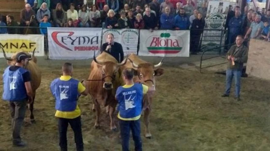 Certamen provincial de la vaca Asturiana de los Valles en Villablino.