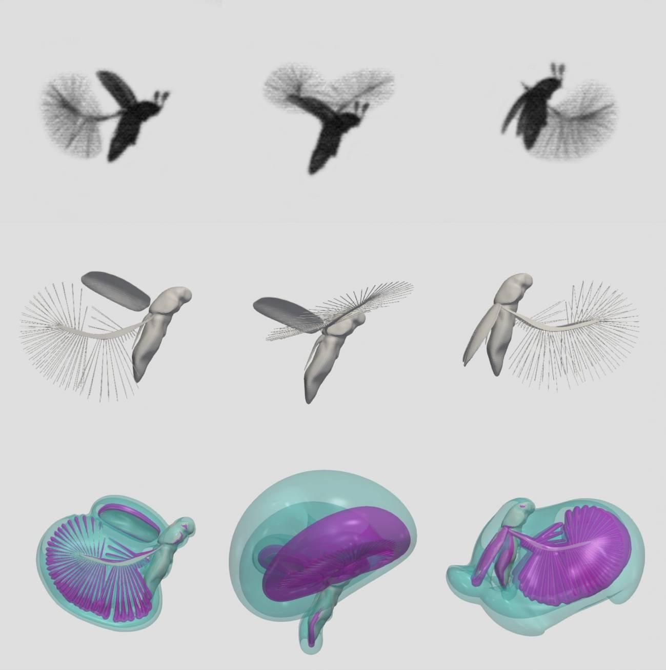 Capturas del escarabajo Paratuposa placentis en vuelo (fila superior), reconstrucción informática tridimensional de los movimientos de sus alas (fila central) y visualización de las corrientes de aire (fila inferior).