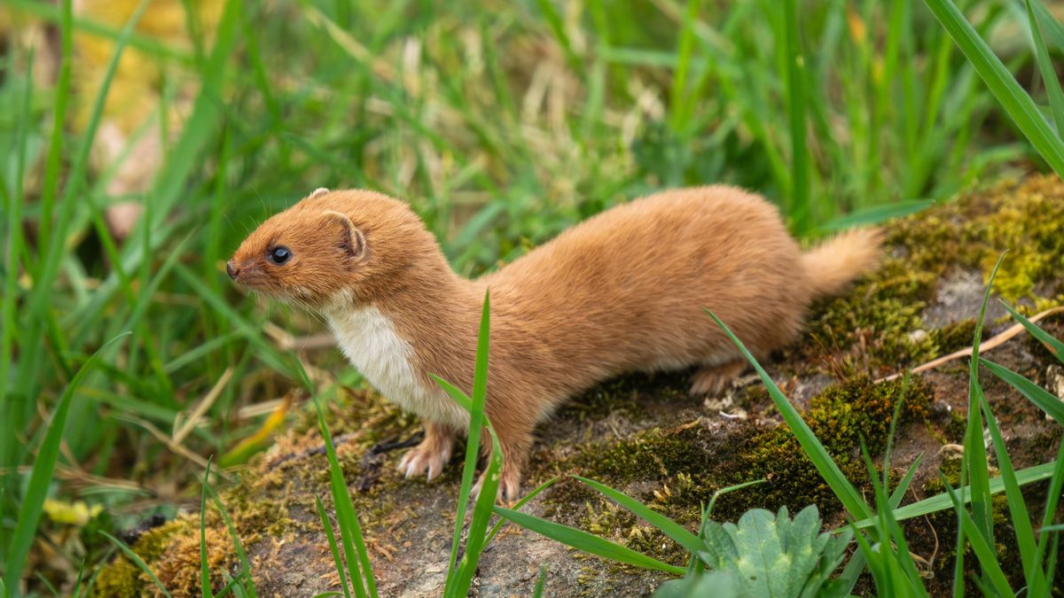 Imagen de una comadreja actual.